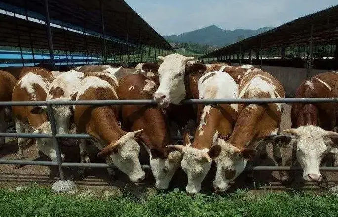 養(yǎng)殖污水處理設(shè)備是如何處理污水并實(shí)現(xiàn)排放達(dá)標(biāo)的？