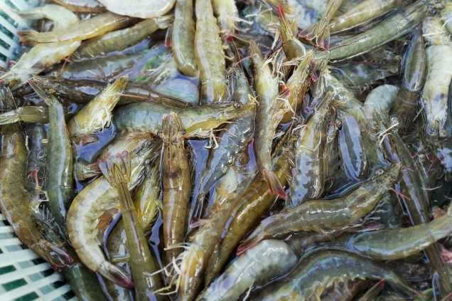 養(yǎng)蝦廢水怎么處理效果好？解決方案！-1