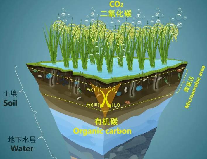 有機(jī)碳源和無(wú)機(jī)碳源的區(qū)別(什么是有機(jī)碳源) 有機(jī)碳源和無(wú)機(jī)碳源的區(qū)別(什么是有機(jī)碳源)